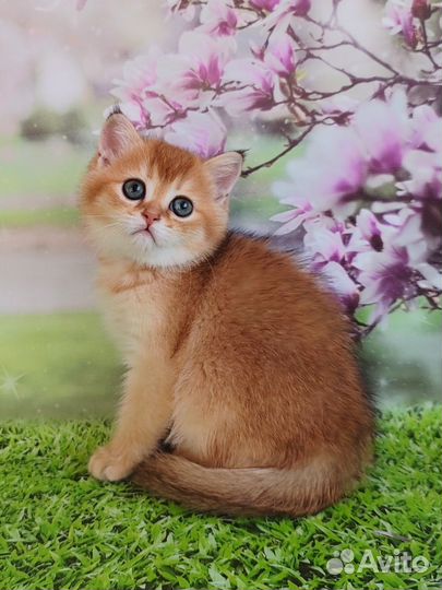 Котята золотого окраса