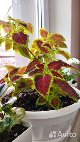 Растения. Цветы. Колеус