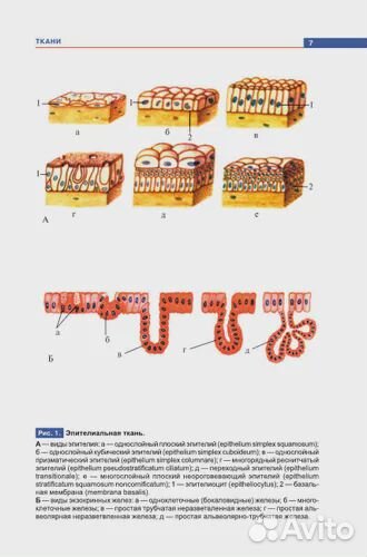 Атлас анатомии человека Р.П. Самусев