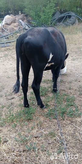 Тёлка 10 месяцев