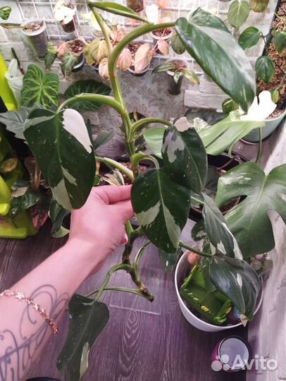 Филодендрон white wizard