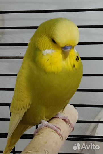 Ввп Чех Волнистый Попугай