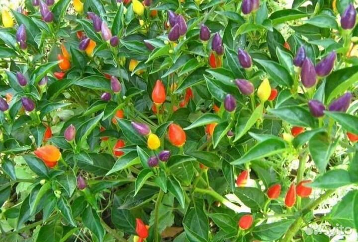 Перец комнатный острый 