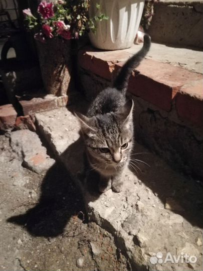 Кошка бесплатно