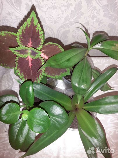 Комнатные растения