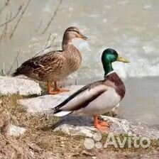 Подсадные утки