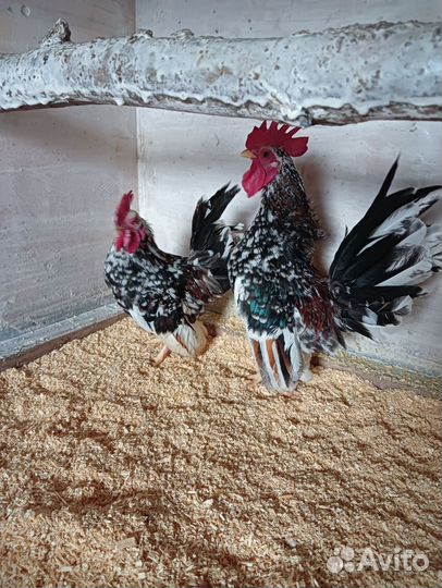 Серама петухи
