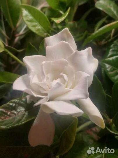 Гардения жасминовидная (жасминовая), и Вариегатная