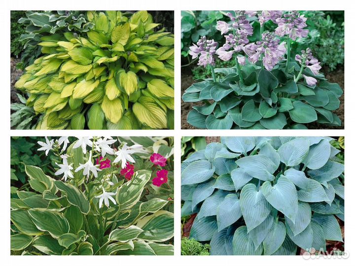 Хосты сортовые