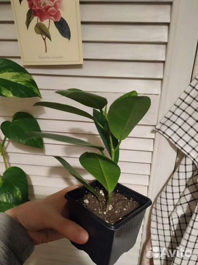 Фикус микрокарпа