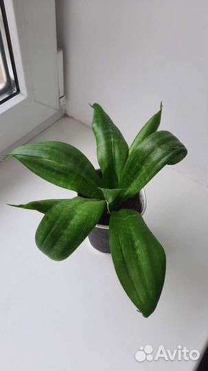 Сансевиерия ханни