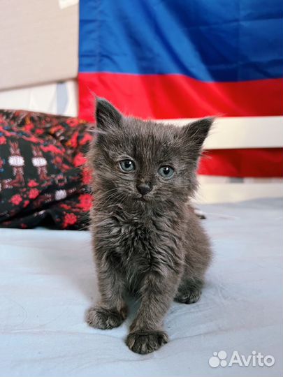 Нашла котенка, 1 мес, мальчик, отдам в добрые руки