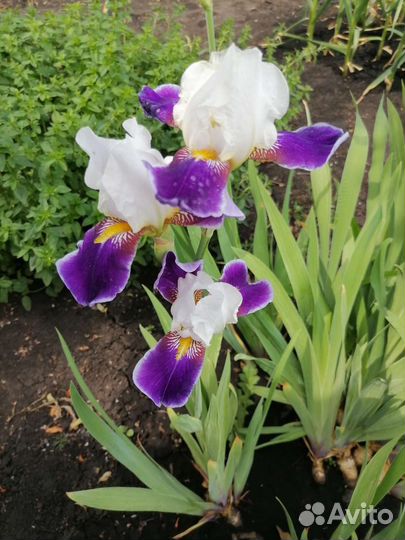 Ирисы бородатые
