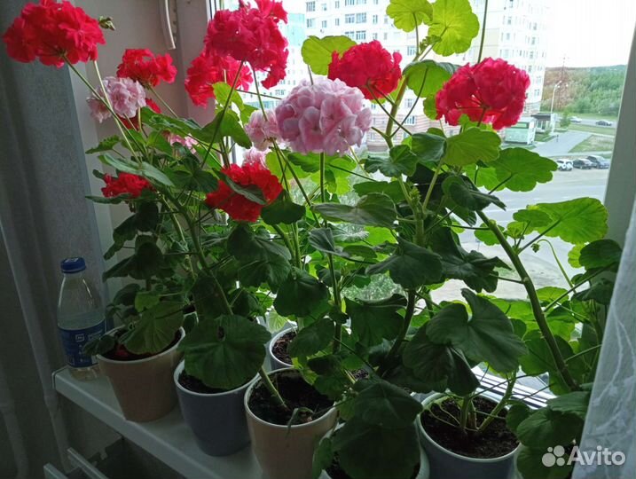 Комнатные цветы герань