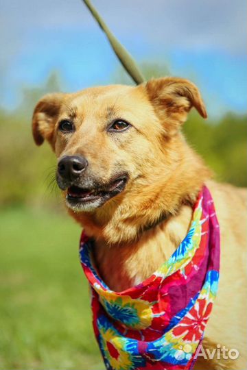 Собака в добрые руки бесплатно