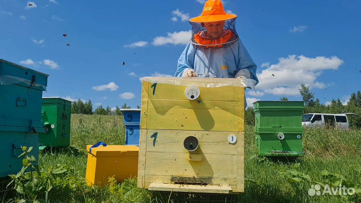 Продам пчелосемьи