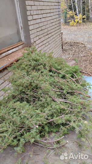 Можжевельник веник,ветки