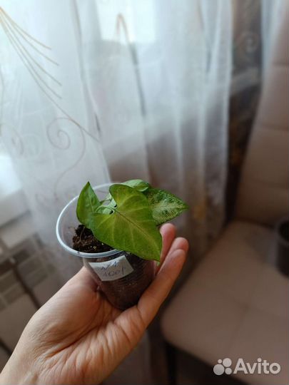 Сингониум Вайт Баттерфляй (White Butterfly)