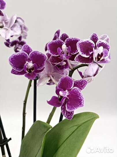 Орхидея фаленопсис мультифлора