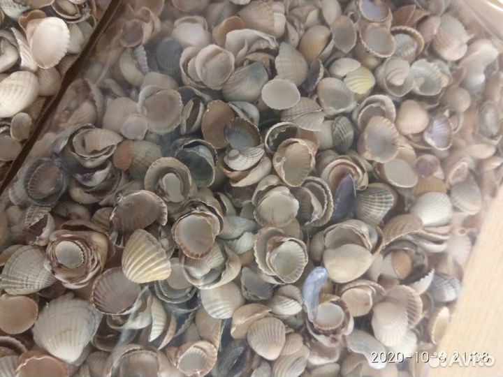 Морские ракушки