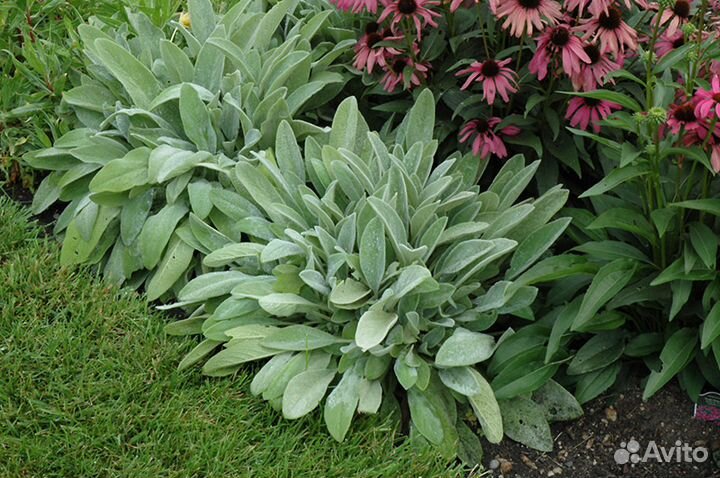 Почвопокровные. Многолетники