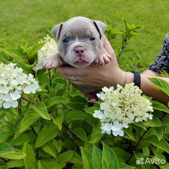 Продам щенка