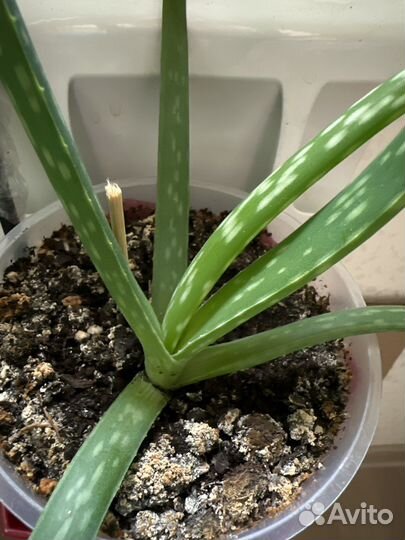 Алоэ вера растение