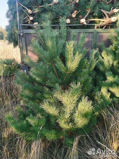 Живые елки оптом
