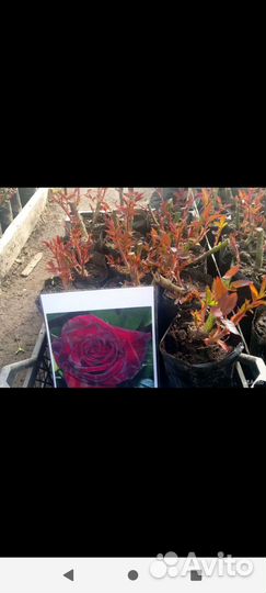 Кустовые розы саженцы