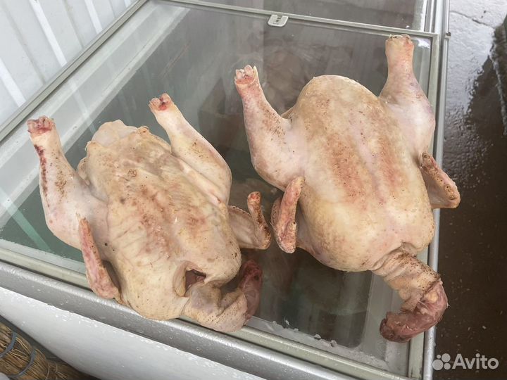 Куры цыплята индейка