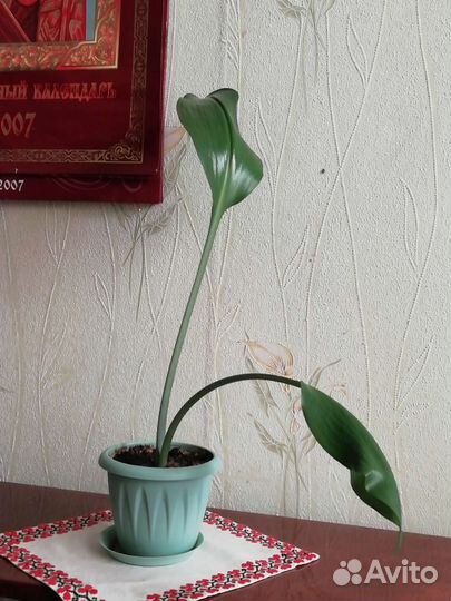 Лилия белоснежная комнатная-эухарис