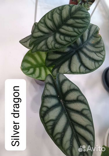 Алоказия шкура дракона, Пинк дракон,сильвер и др