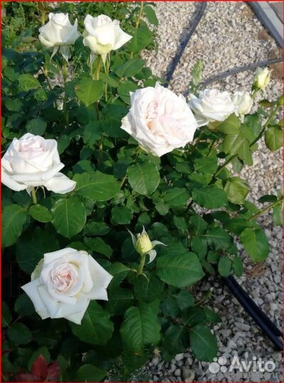 Роза чайногибридная Ломоносов