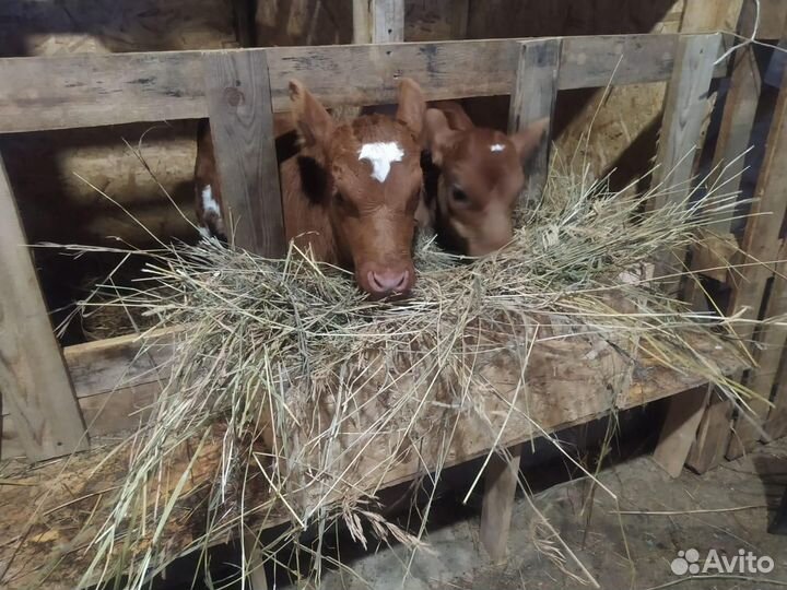 Деревенское молоко, творог, сметана, сливки, сыр
