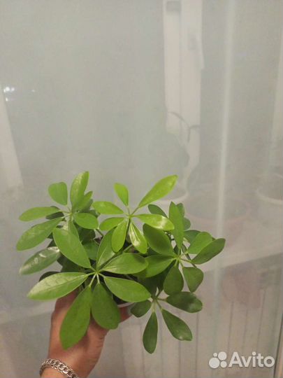 Комнатные цветы шефлера