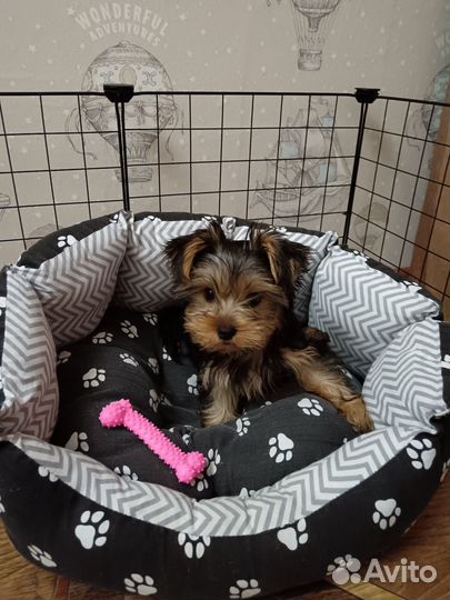 Йоркширский терьер девочка