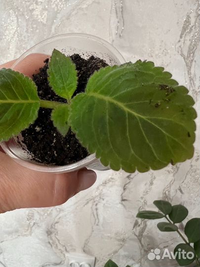 Глоксиния, сорт Баронесса