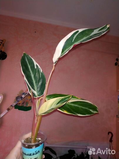 Разбирaйте налетaйтe.комнатные растения