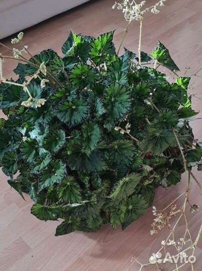 Бегония цветущая