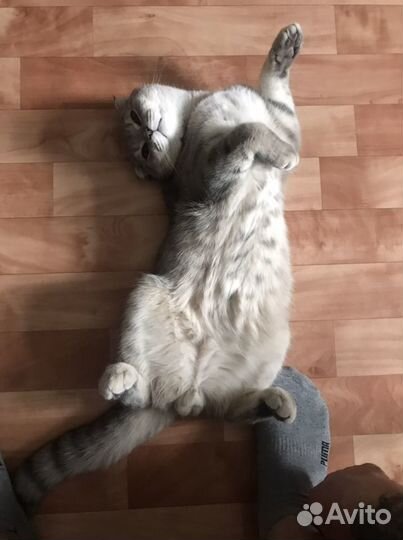 Шотландский кот на вязку