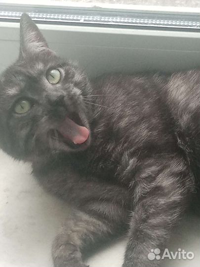 Кошка в дар