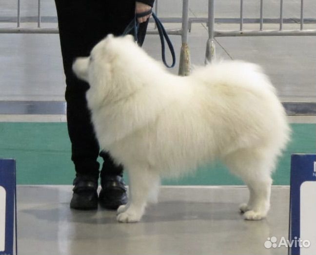 Самоед вязка