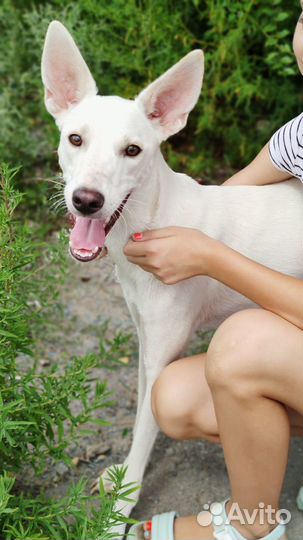 Собака в добрые руки