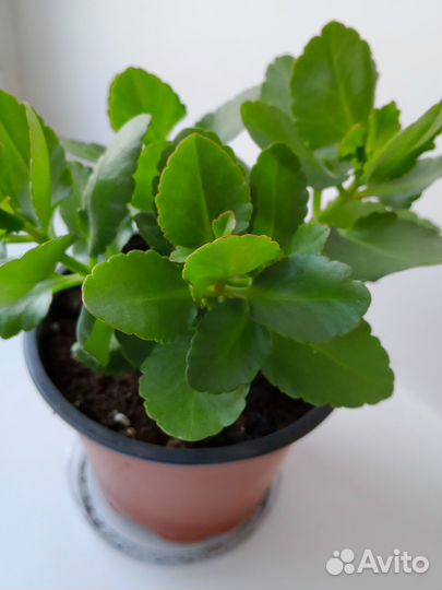 Продаю комнатные цветы