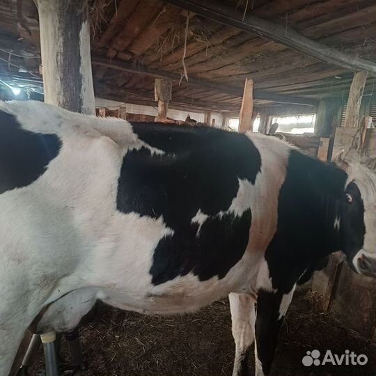 Телята бычки,коровы дойные