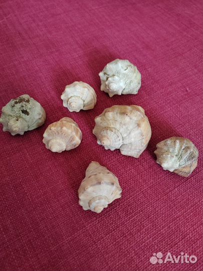 Морские ракушки раковины