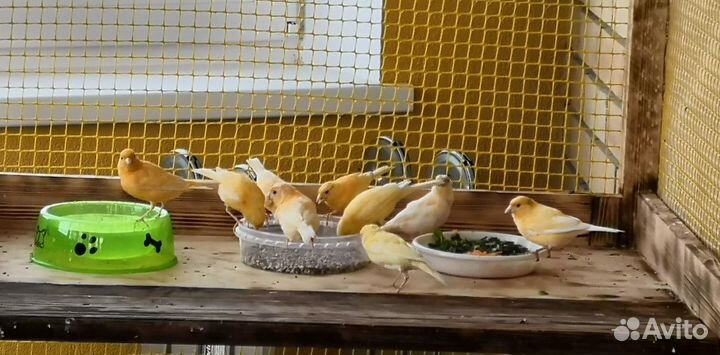 Кенари и канарейки