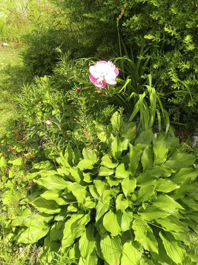 Участок 7,1 сот. (СНТ, ДНП)