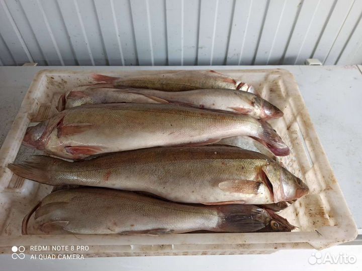 Судак свежий