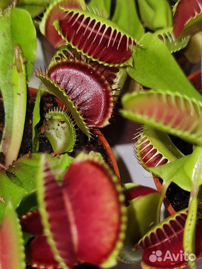 Хищник Дионея, Венерина мухоловка